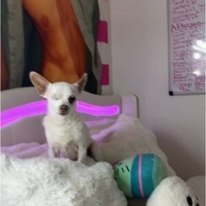 Meet your Posher, Mckenzey